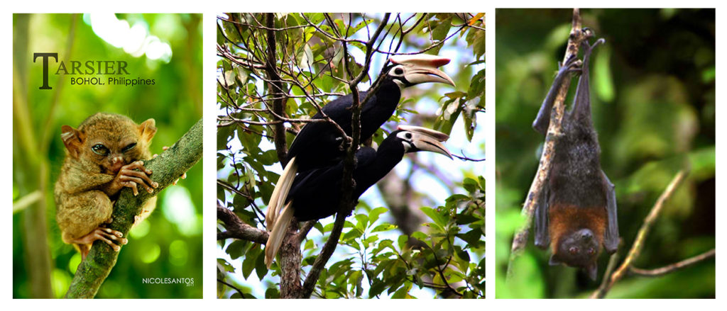 Tarsier, Palawan Hornbill, Mindanao Pygmy Fruit Bat