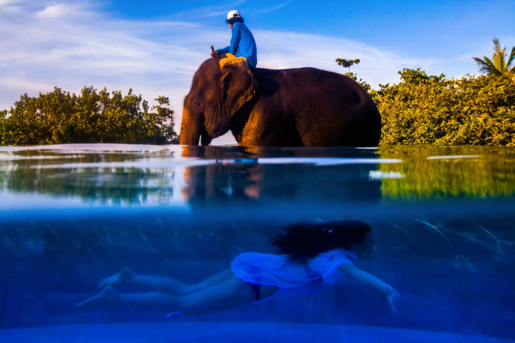 'The Elephant and the Swimmer' by Justin Mott